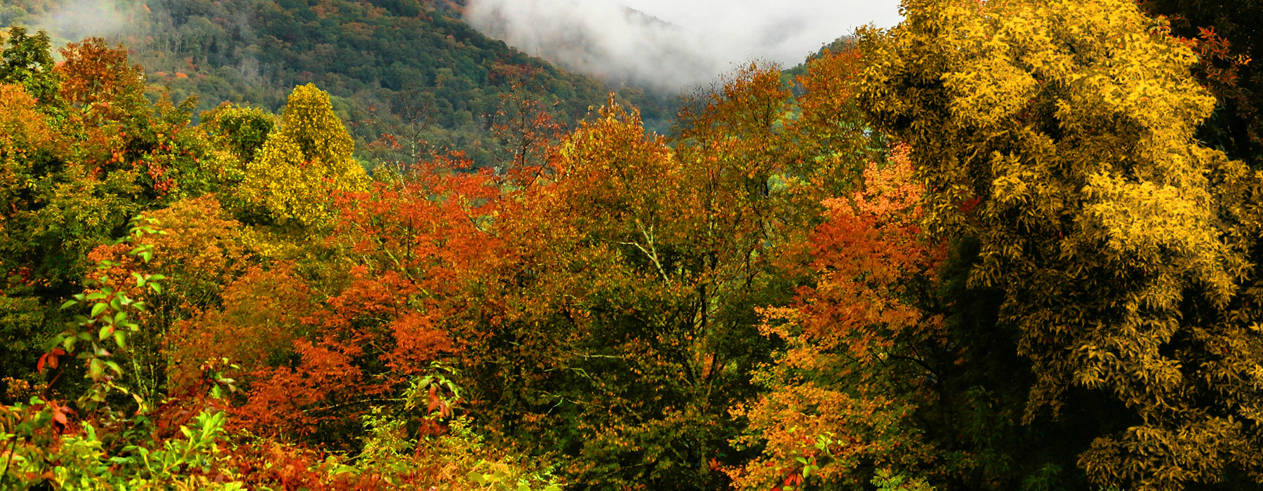 close-up of trees and nature